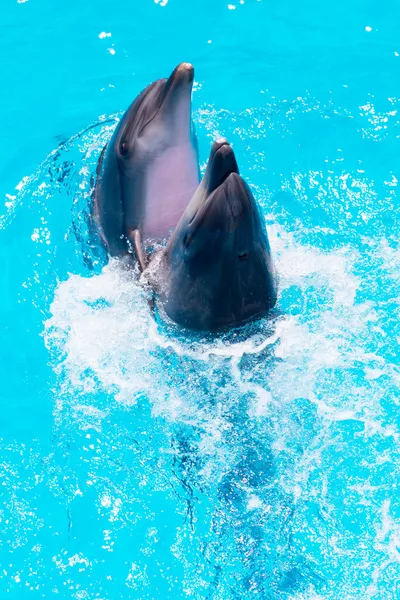 Два дельфина плавают в бассейне — стоковое фото