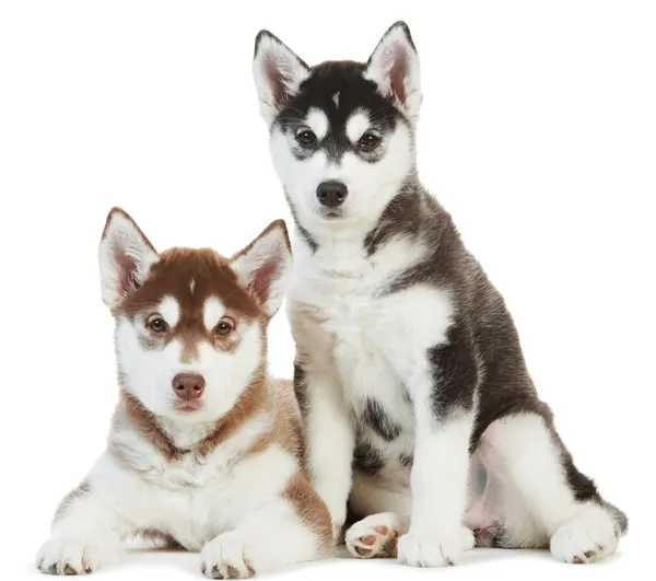 Два Сибирских Хаски щенок изолированные Стоковое Изображение