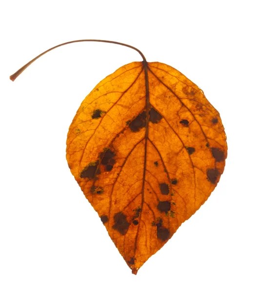 Осенний лист изолирован Стоковое Фото
