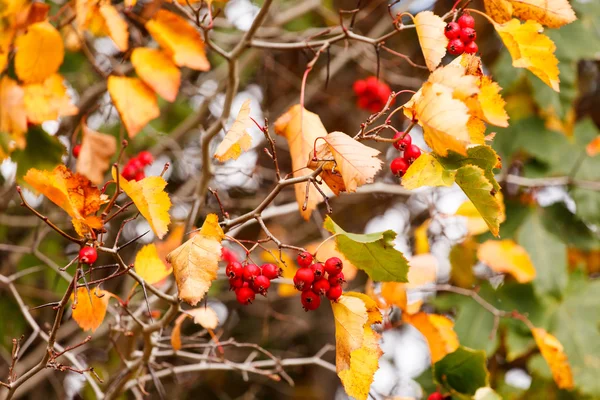Осенний сад — стоковое фото