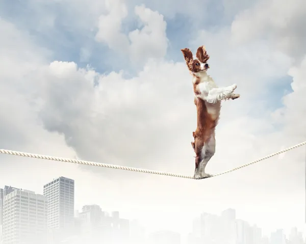Собака, балансируя на веревке — стоковое фото