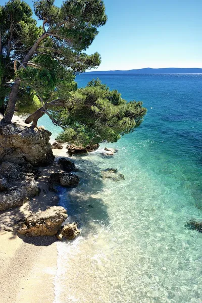 Удивительный пляж с cristalic чистой водой с соснами в Хорватии Лицензионные Стоковые Фото