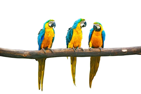 Сине жёлтый ара — стоковое фото