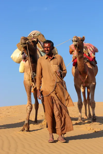 Верблюды в пустыне Стоковая Картинка