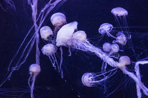 Красивая медуза, медленно продвигаясь в аквариуме в Дубае — стоковое фото