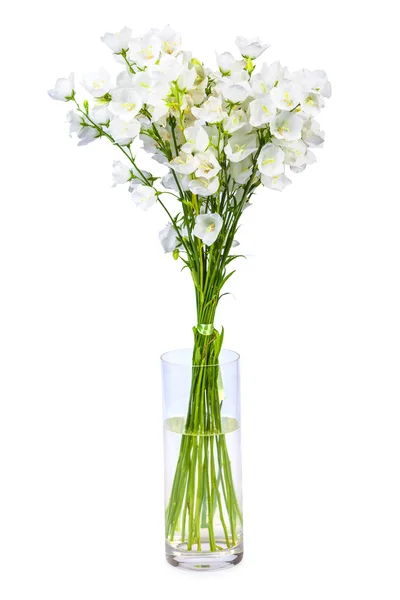 Фон Весенние цветы на белом фоне — стоковое фото