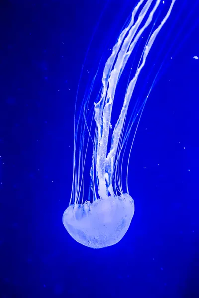 Красивая медуза, медленно продвигаясь в аквариуме в Дубае — стоковое фото