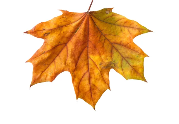 Осенний кленовый лист Стоковое Фото