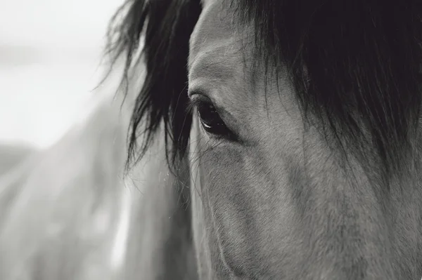 Лошади глаз крупным планом — стоковое фото