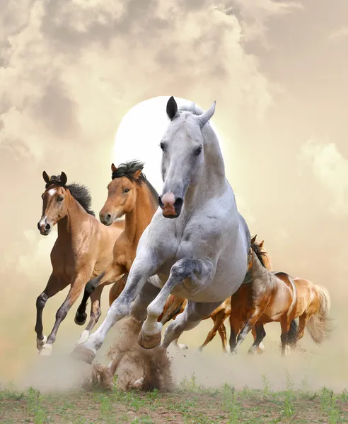 Лошади в закат — стоковое фото