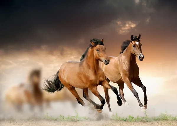 Лошади в закат — стоковое фото