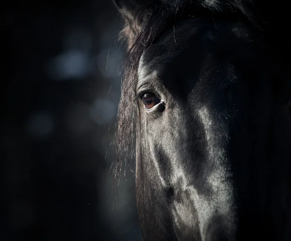 Глаз лошади в темноте — стоковое фото