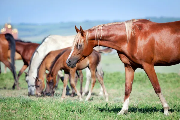 Стадо лошадей на области — стоковое фото