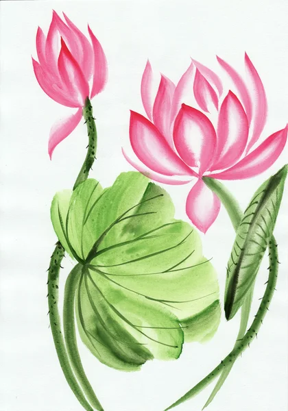 Акварельная живопись цветок розового лотоса Лицензионные Стоковые Изображения