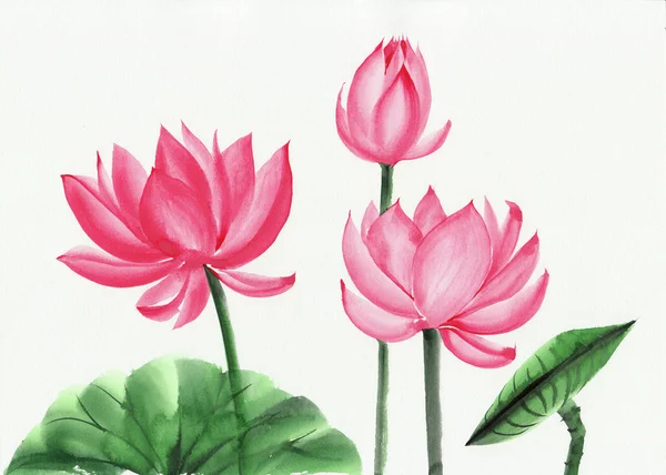 Акварельная живопись цветок розового лотоса Стоковое Изображение