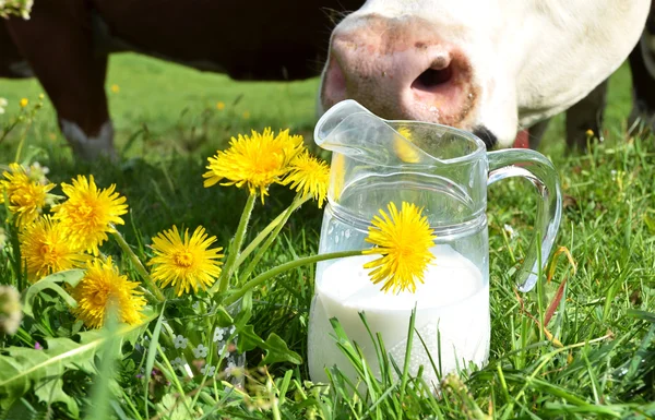 Молоко и коровы — стоковое фото