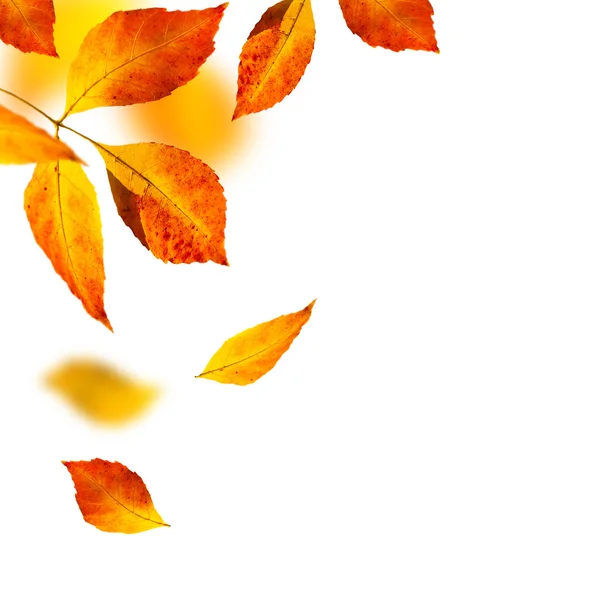 Осенние листья на белом фоне Стоковое Фото