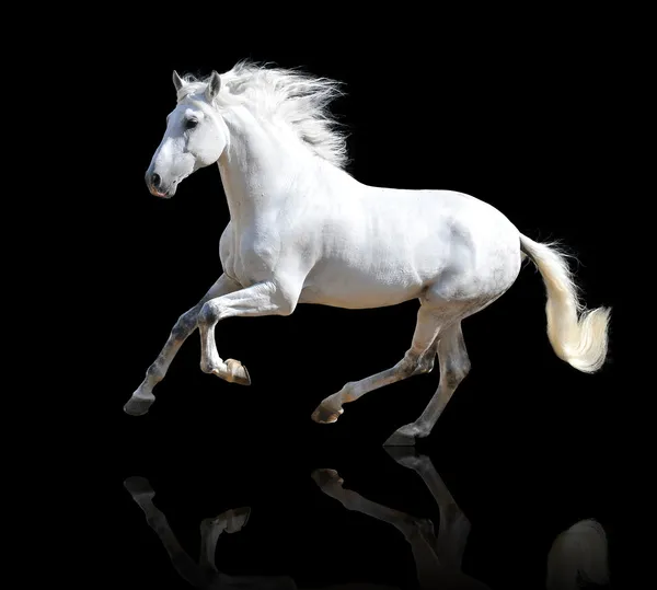 Белая лошадь изолирована на черном — стоковое фото