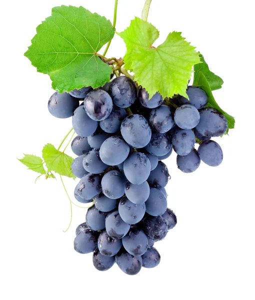 Свежие гроздь винограда с листьями, изолированные на белом фоне — стоковое фото