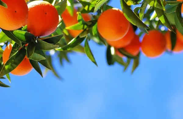 Спелые апельсины на голубое небо. — стоковое фото