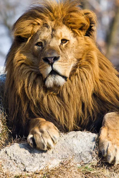Лев король — стоковое фото