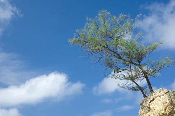Bonzai дерева с голубым небом — стоковое фото