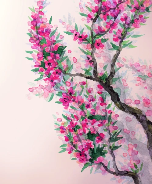 Фон акварель весны. Пурпурный цветы на ветки деревьев — стоковое фото