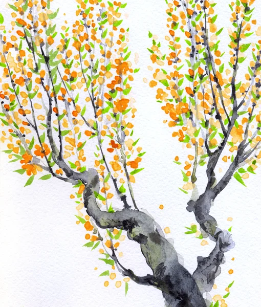 Фон акварель весны. оранжевые цветы на ветки деревьев Стоковое Изображение