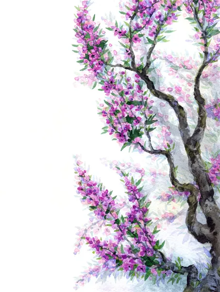 Акварель фон весной. фиолетовые цветы на ветвях деревьев — стоковое фото