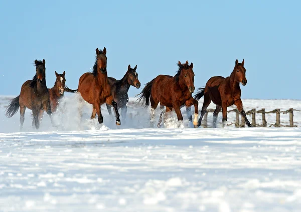 Табун лошадей на Снежное поле. — стоковое фото