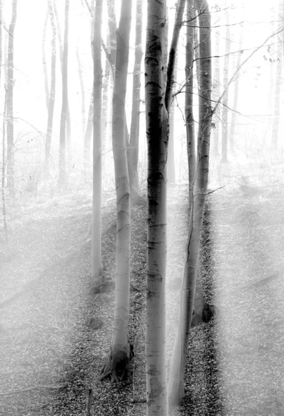 Деревья в лесу с туман — стоковое фото