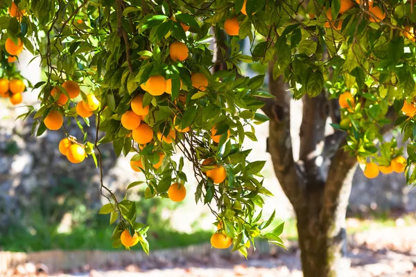 Спелых апельсинов на дерево — стоковое фото