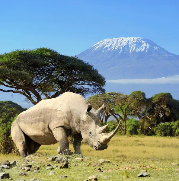 Rhino напротив горы Килиманджаро — стоковое фото