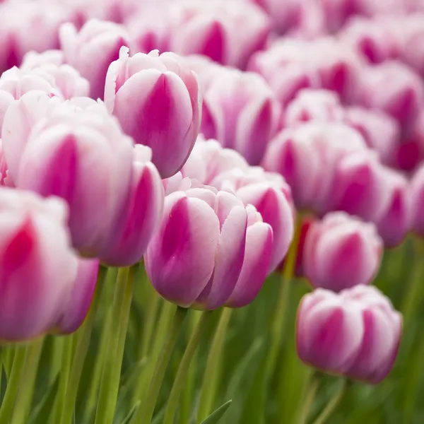 Розовые тюльпаны Лицензионные Стоковые Изображения