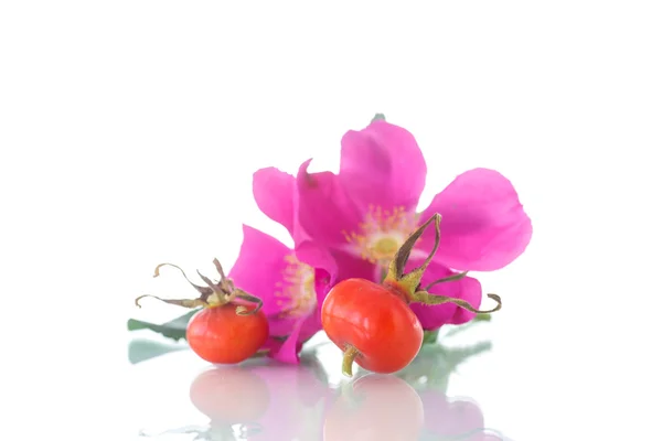 Фрукты и цветы шиповника — стоковое фото
