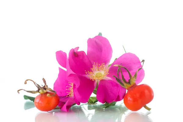 Фрукты и цветы шиповника — стоковое фото