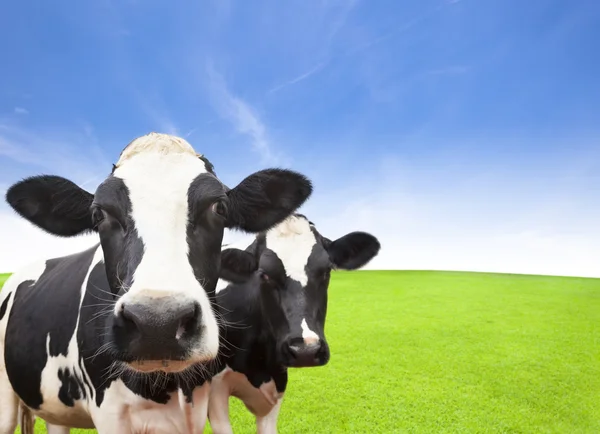 Корова на поле зеленой травы с облака фона Лицензионные Стоковые Фото