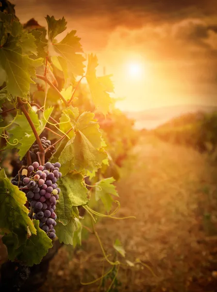 Виноградник в осеннем урожае Лицензионные Стоковые Изображения