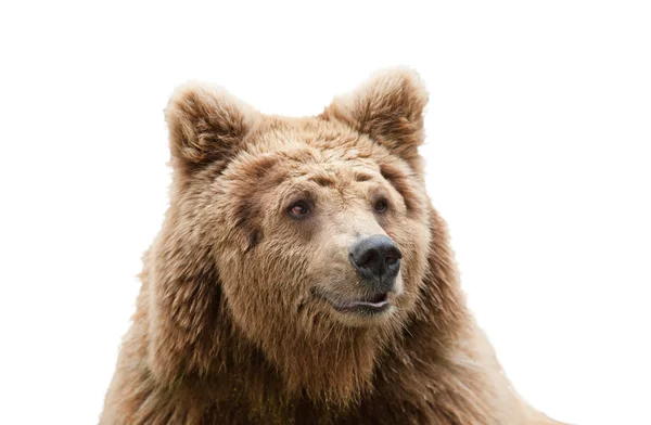Изолированные медведя голова Стоковое Изображение