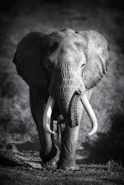 Bull слон (Художественная обработка) — стоковое фото
