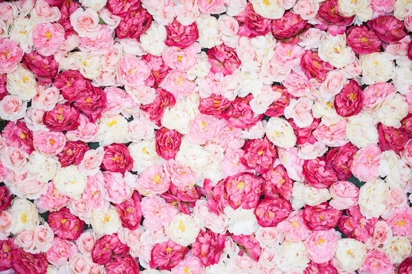 Фон, полный белых и розовых пионов — стоковое фото