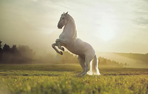 Величественные фото королевской белой лошади — стоковое фото
