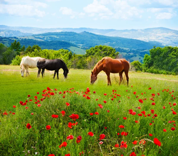 Там лошадей, пасущихся трава — стоковое фото