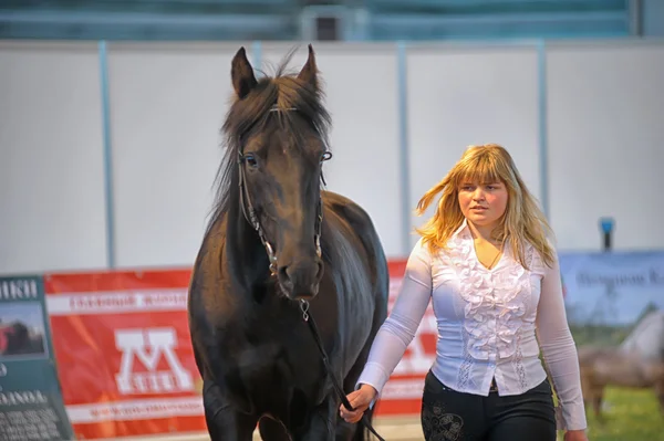 Выставка международного лошадей — стоковое фото