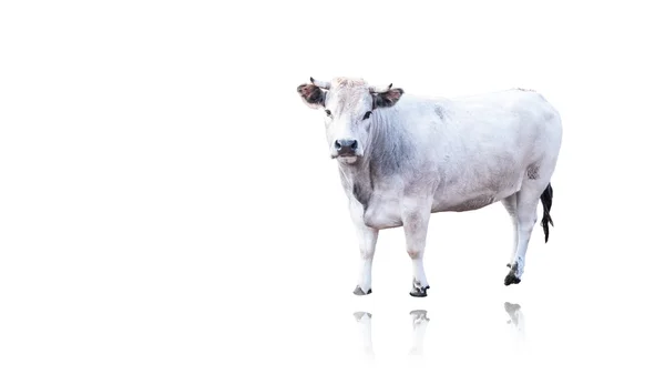 Белая корова на белом фоне Стоковая Картинка