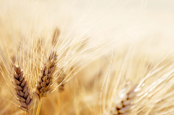 Область пшеницы — стоковое фото