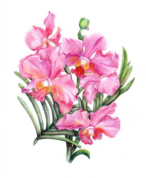 Рисованной орхидеи филиал — стоковое фото
