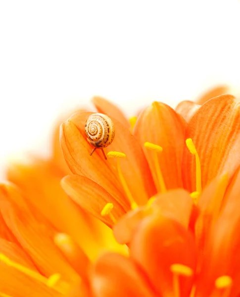 Маленькая улитка на Крокус цветок Стоковое Изображение