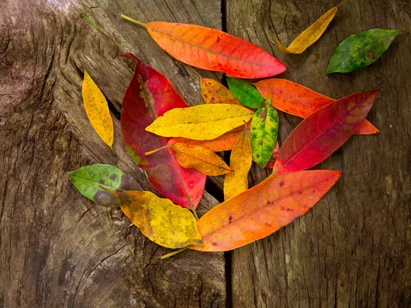 Золотой высушенные листья осень красный — стоковое фото