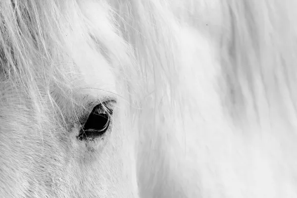 Деталь на белом коне — стоковое фото